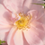 Roza - Grandiflora - floribunda vrtnice - Chewgentpeach